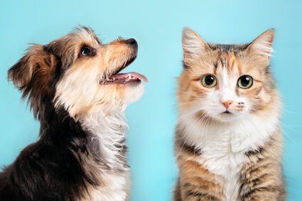Cats and Dogs on Color Background